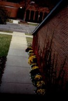 Flowers and vines next to library building
